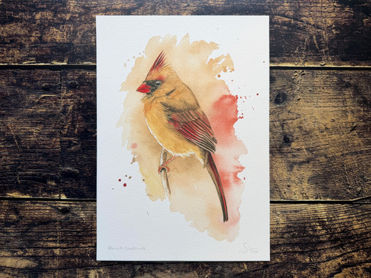 A photograph of a female northern cardinal watercolour print