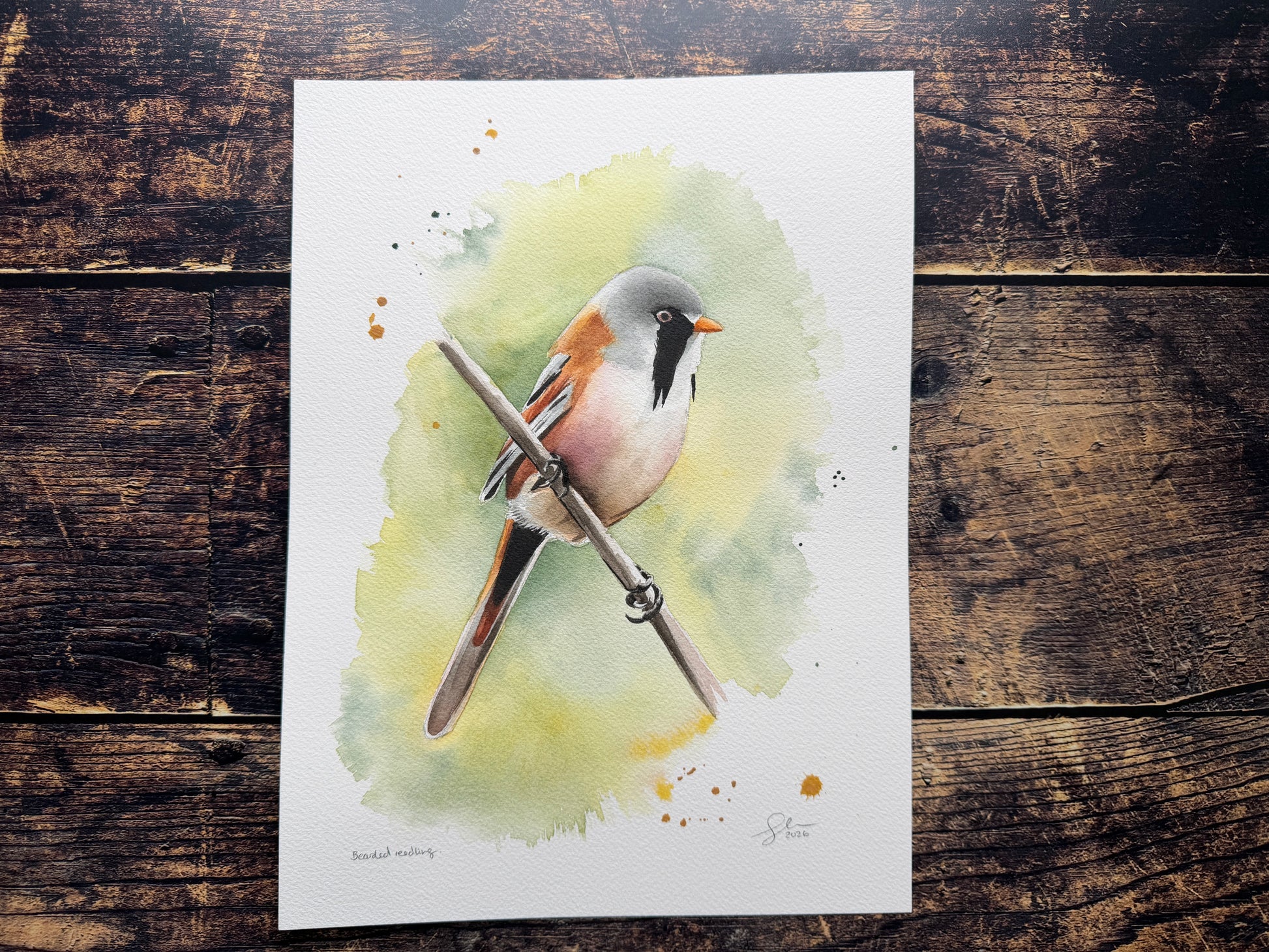 A watercolour painting of a bearded reedling