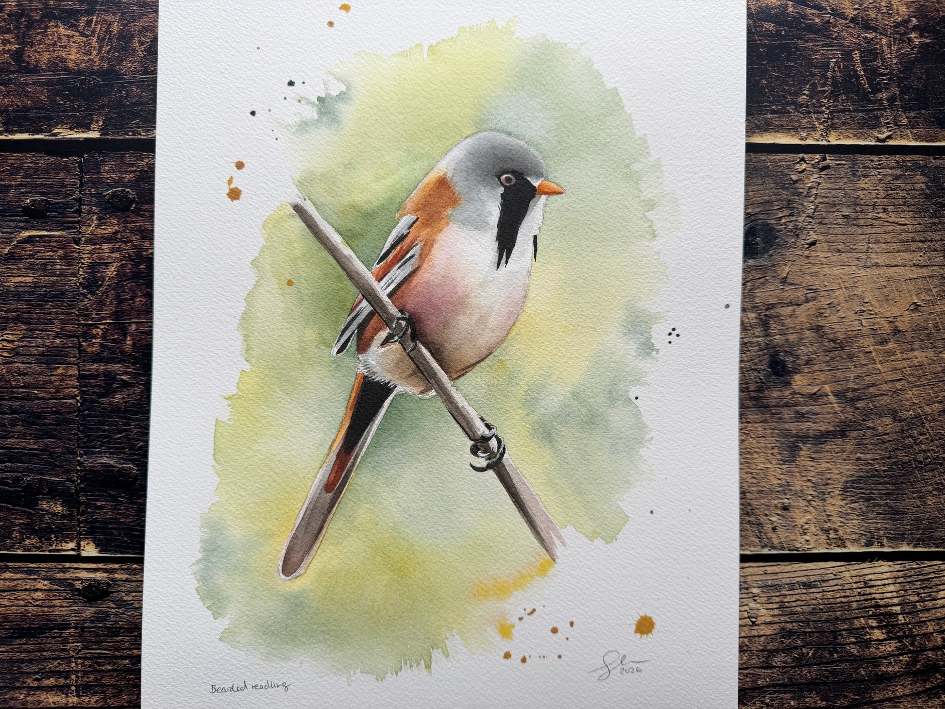 A watercolour painting of a bearded reedling