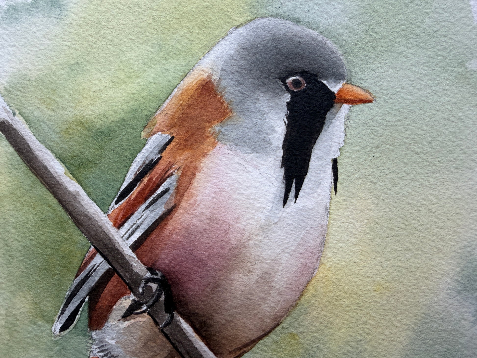 A watercolour painting of a bearded reedling