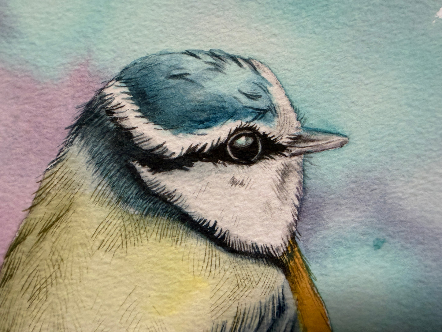 A watercolour print of a blue tit