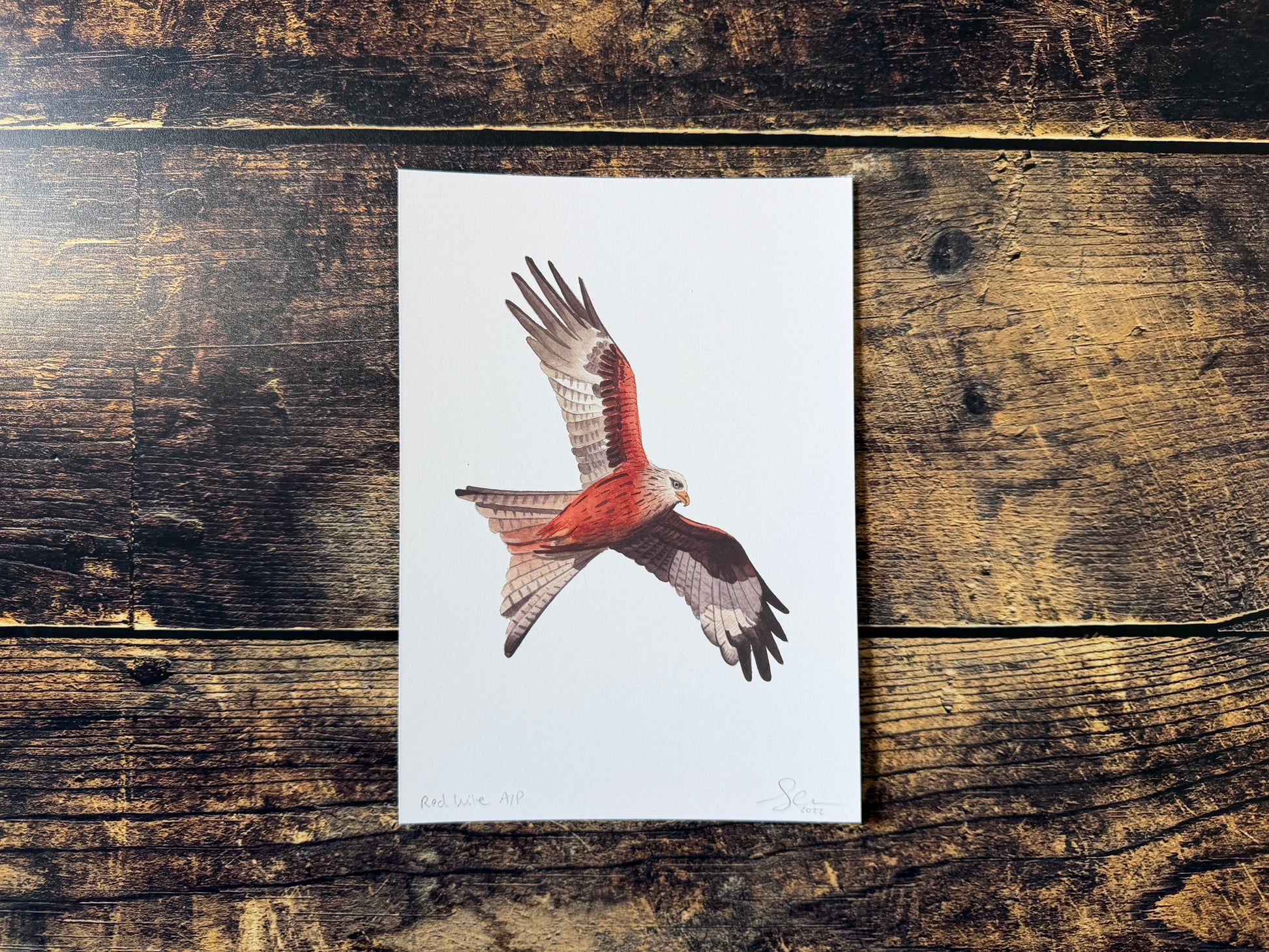 This is an A5 watercolour print of a flying red kite bird