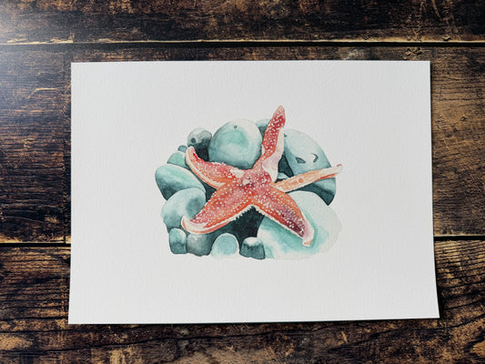 A watercolour giclee print of a starfish on pebbles