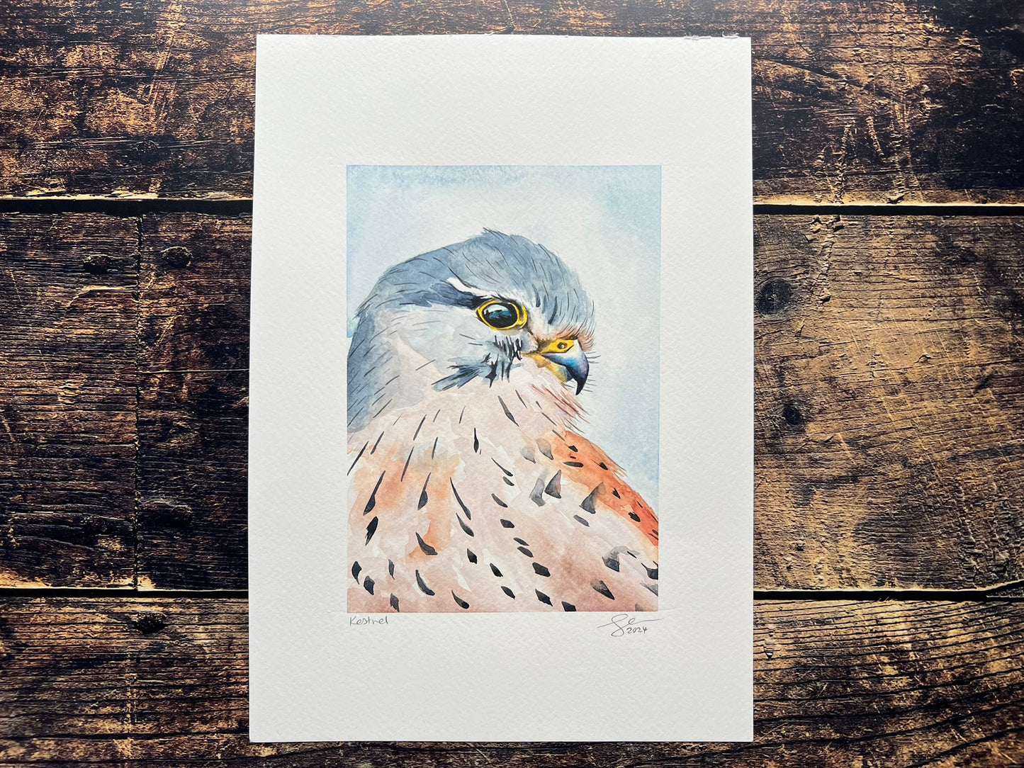 Kestrel A4 watercolour painting