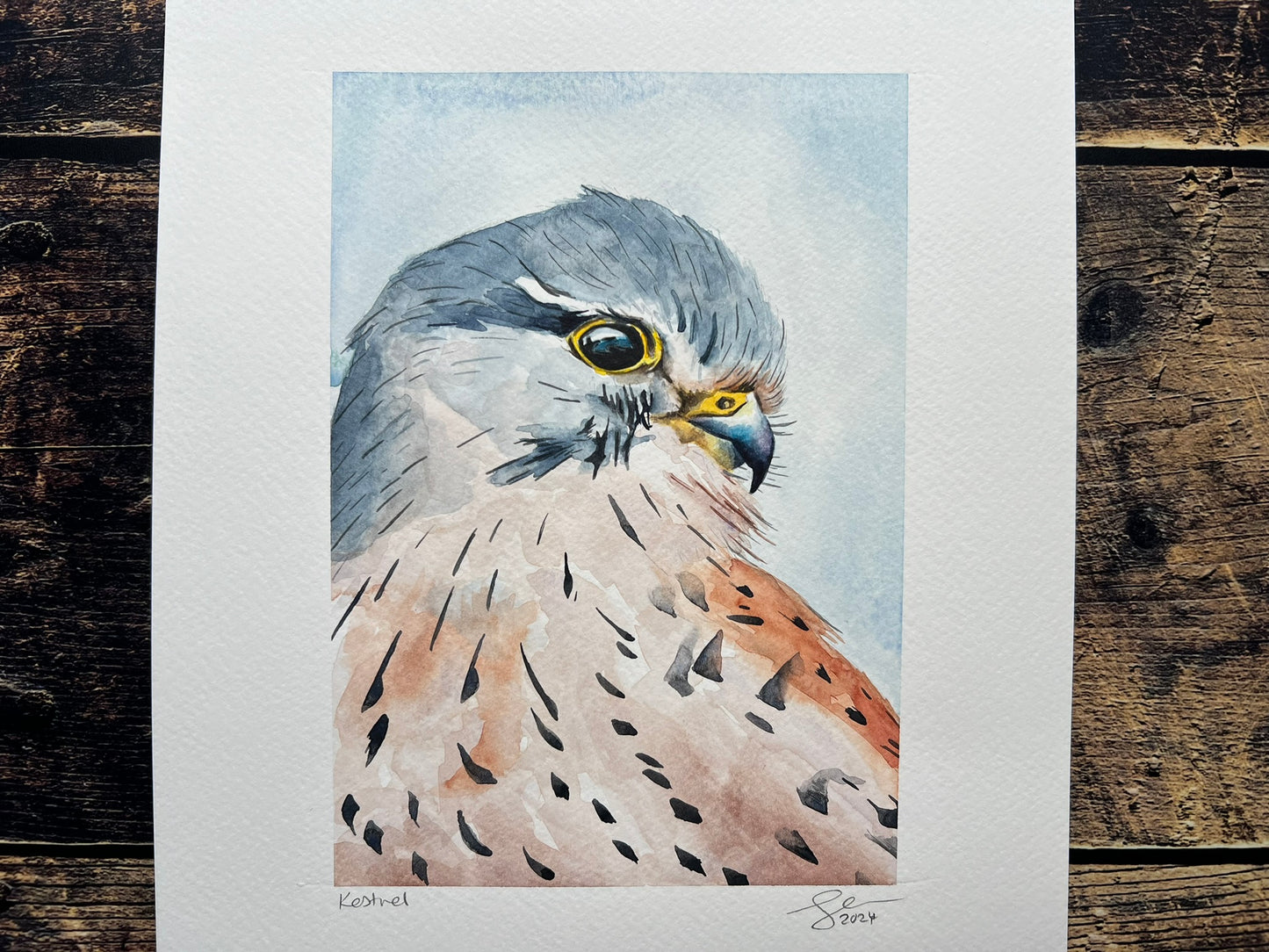 Kestrel A4 watercolour painting