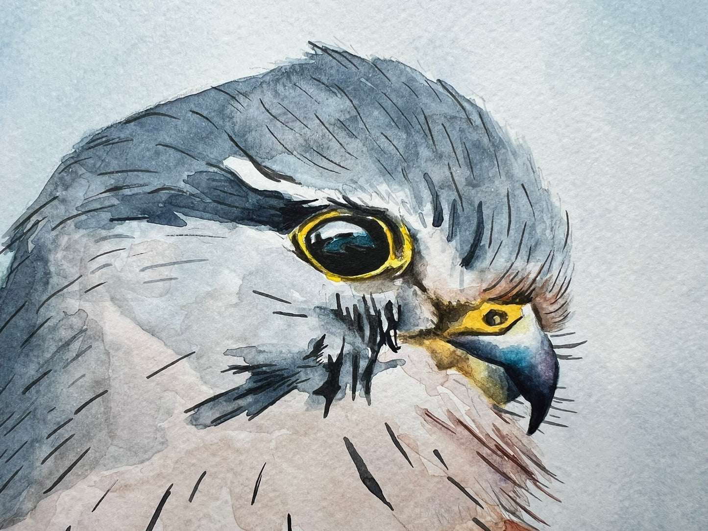 Kestrel A4 watercolour painting