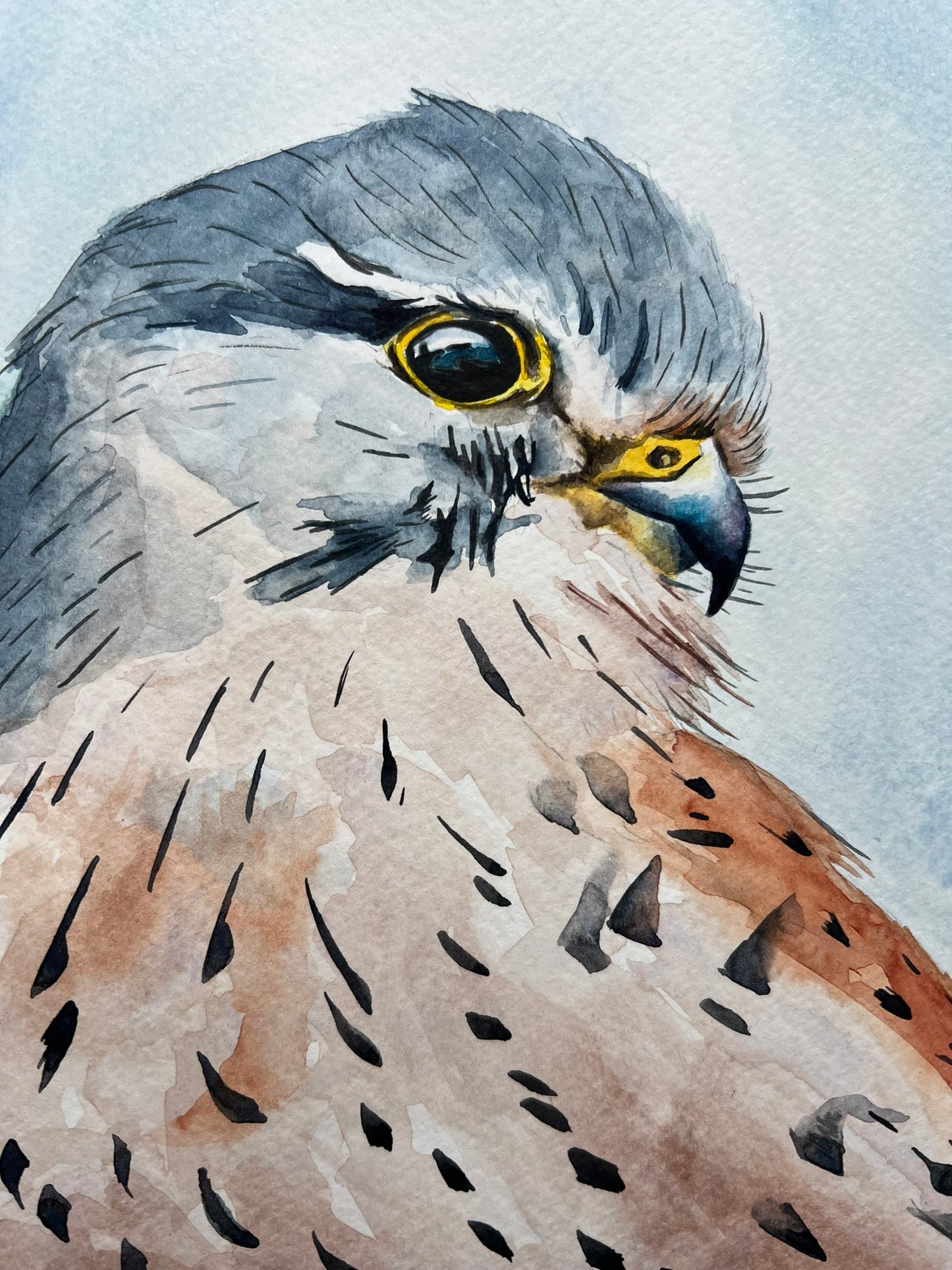 Kestrel A4 watercolour painting