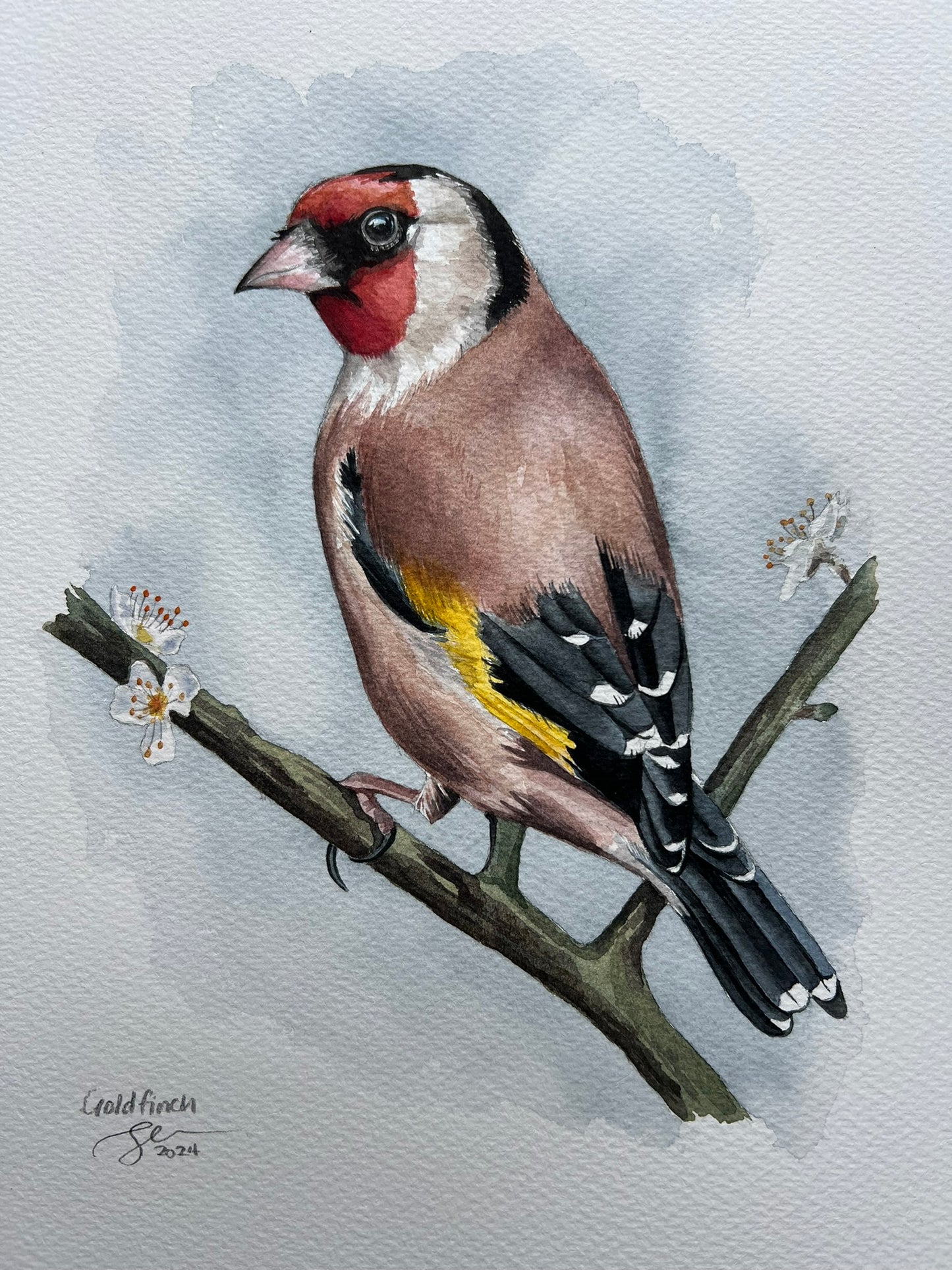 Goldfinch on blossoming branch watercolour painting