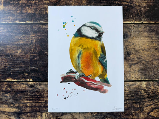 An A4 watercolour painting of a blue tit