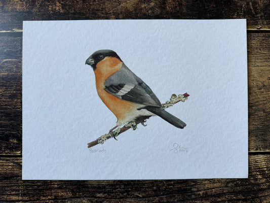 A photograph of a male bullfinch painted in watercolours