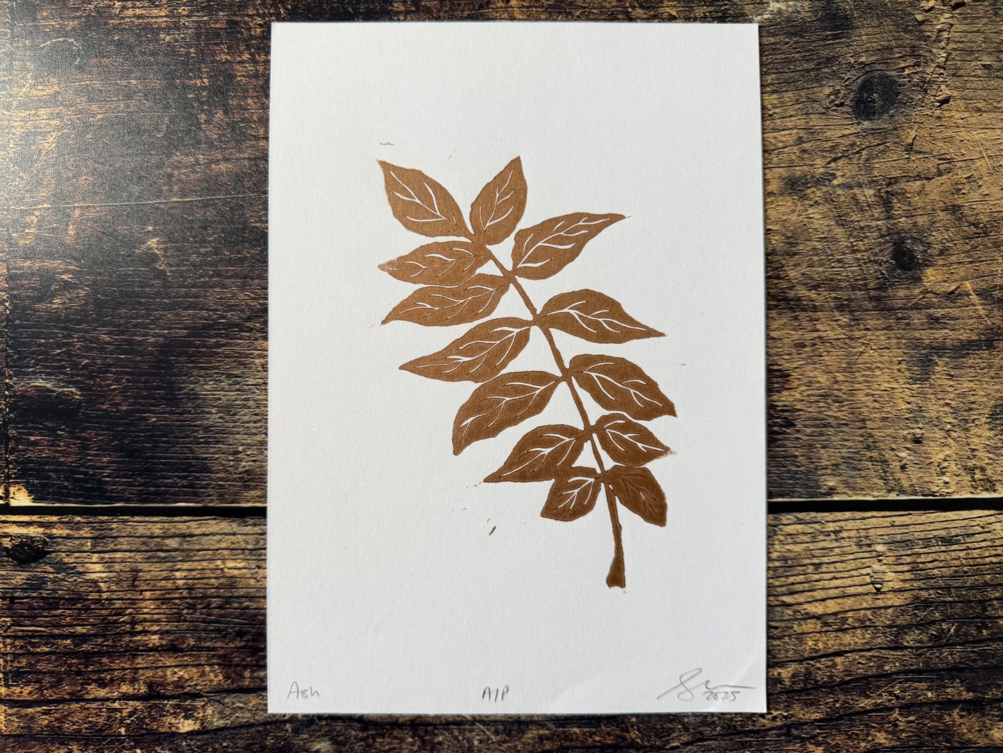 An A5 lino print of an ash tree stem, printed in copper ink