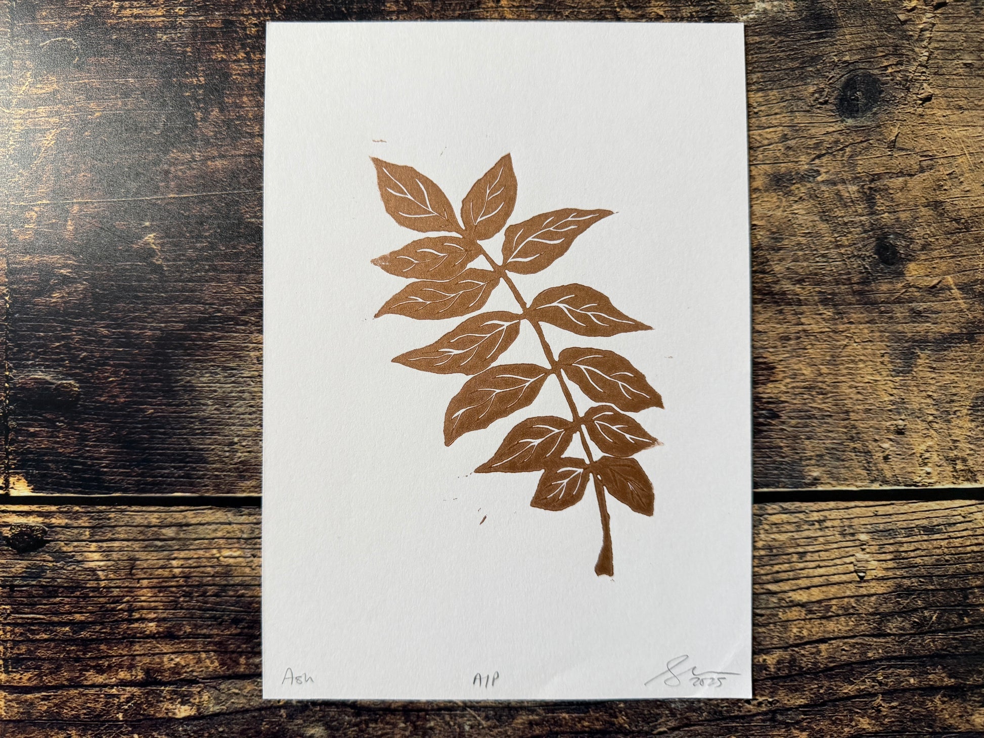 An A5 lino print of an ash tree stem, printed in copper ink