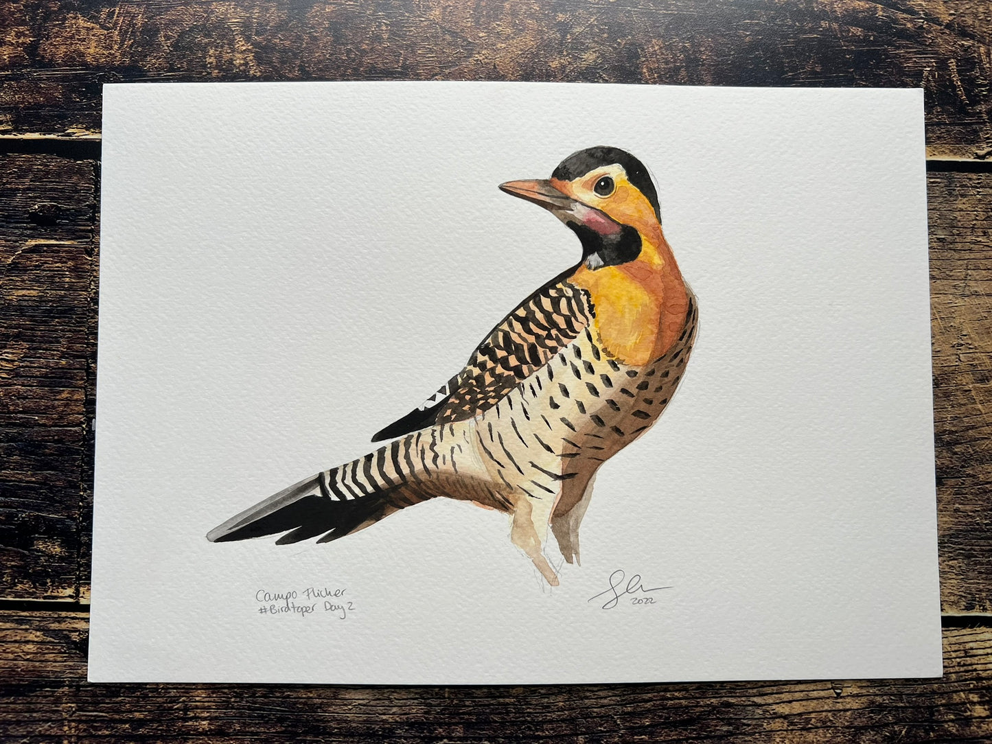 Campo flicker bird A4 painting