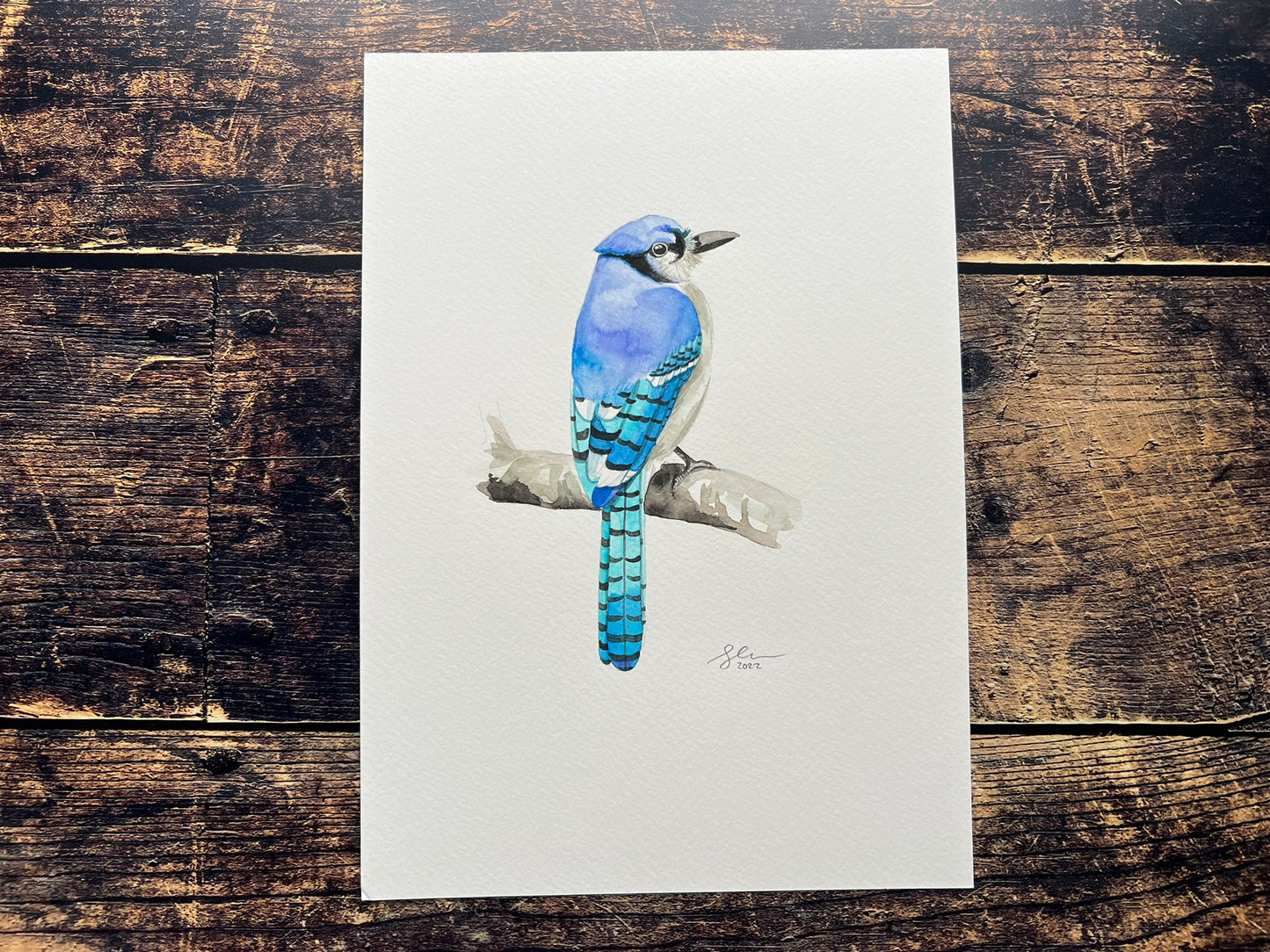 Blue jay A4 watercolour painting