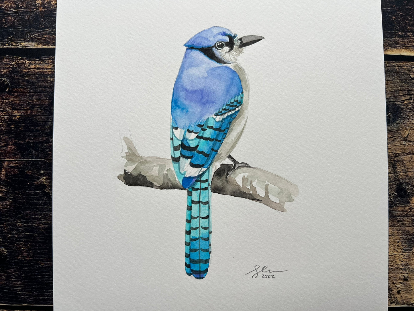 Blue jay A4 watercolour painting