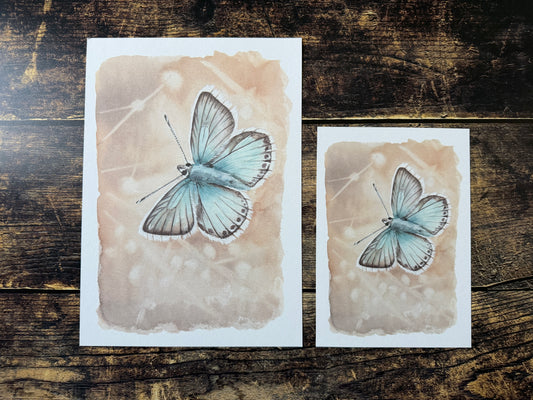 A photo of two art prints of a chalkhill blue butterfly, each print is a different size