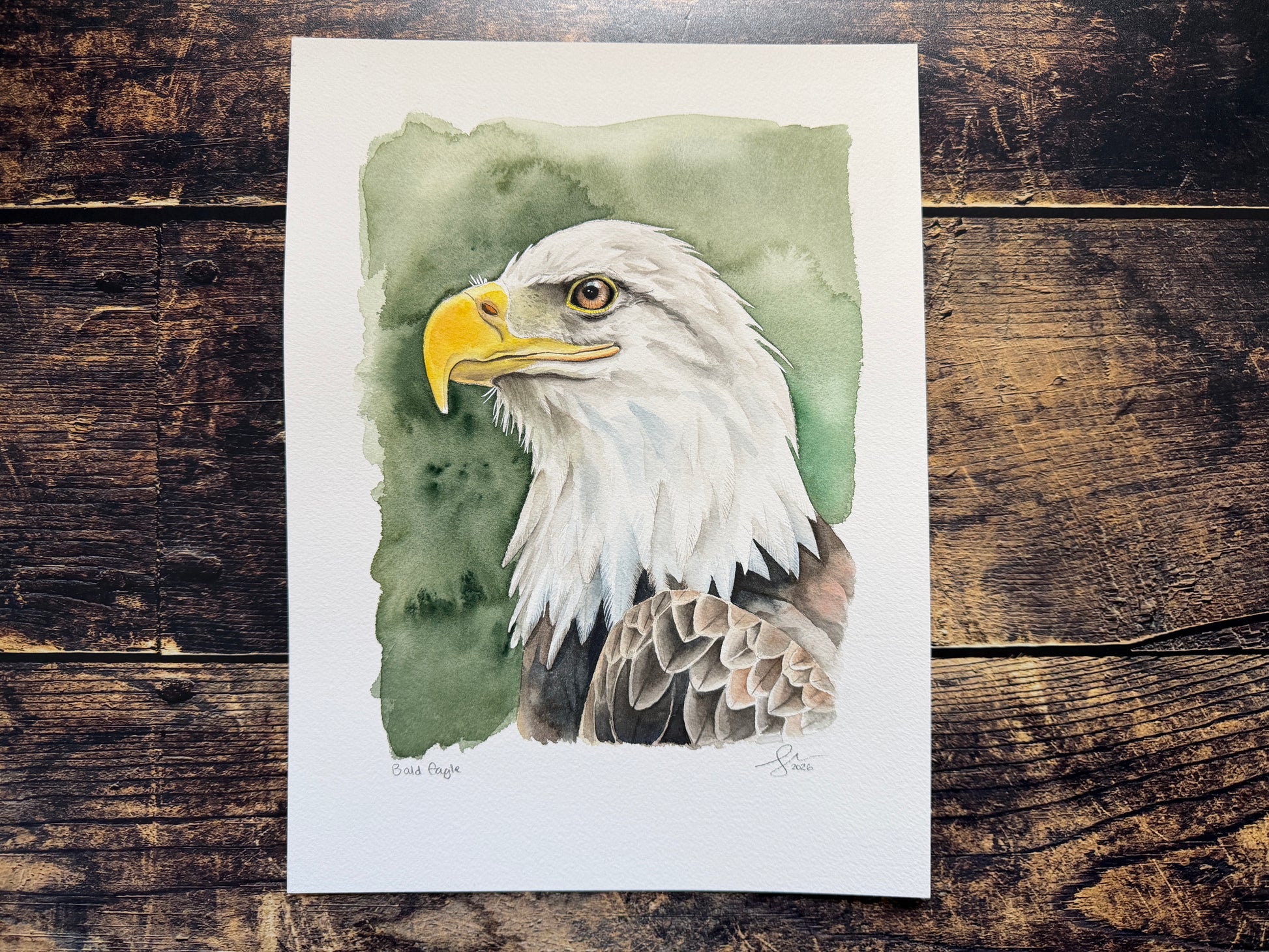 A watercolour portrait of a bald eagle