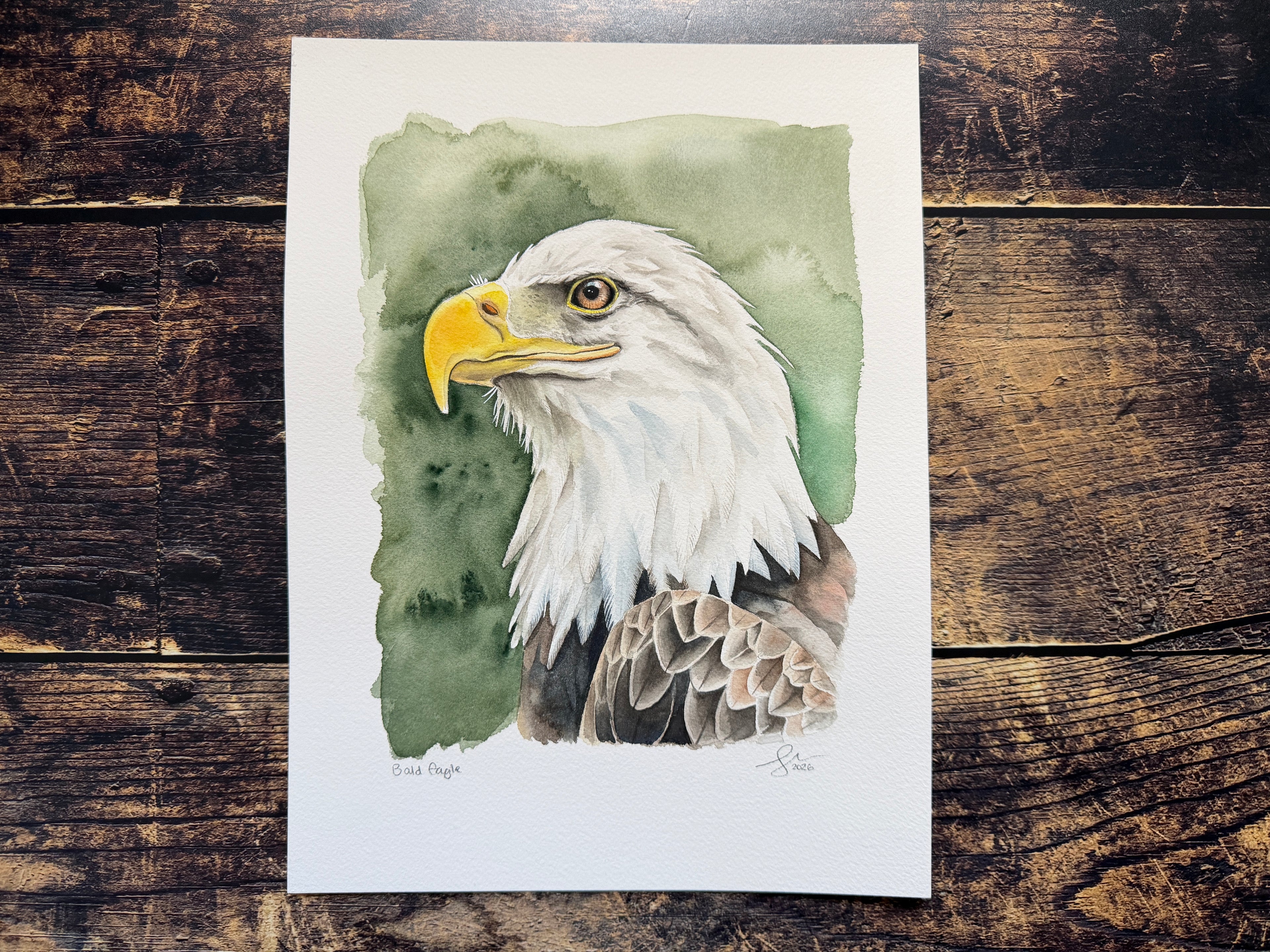 A watercolour portrait of a bald eagle