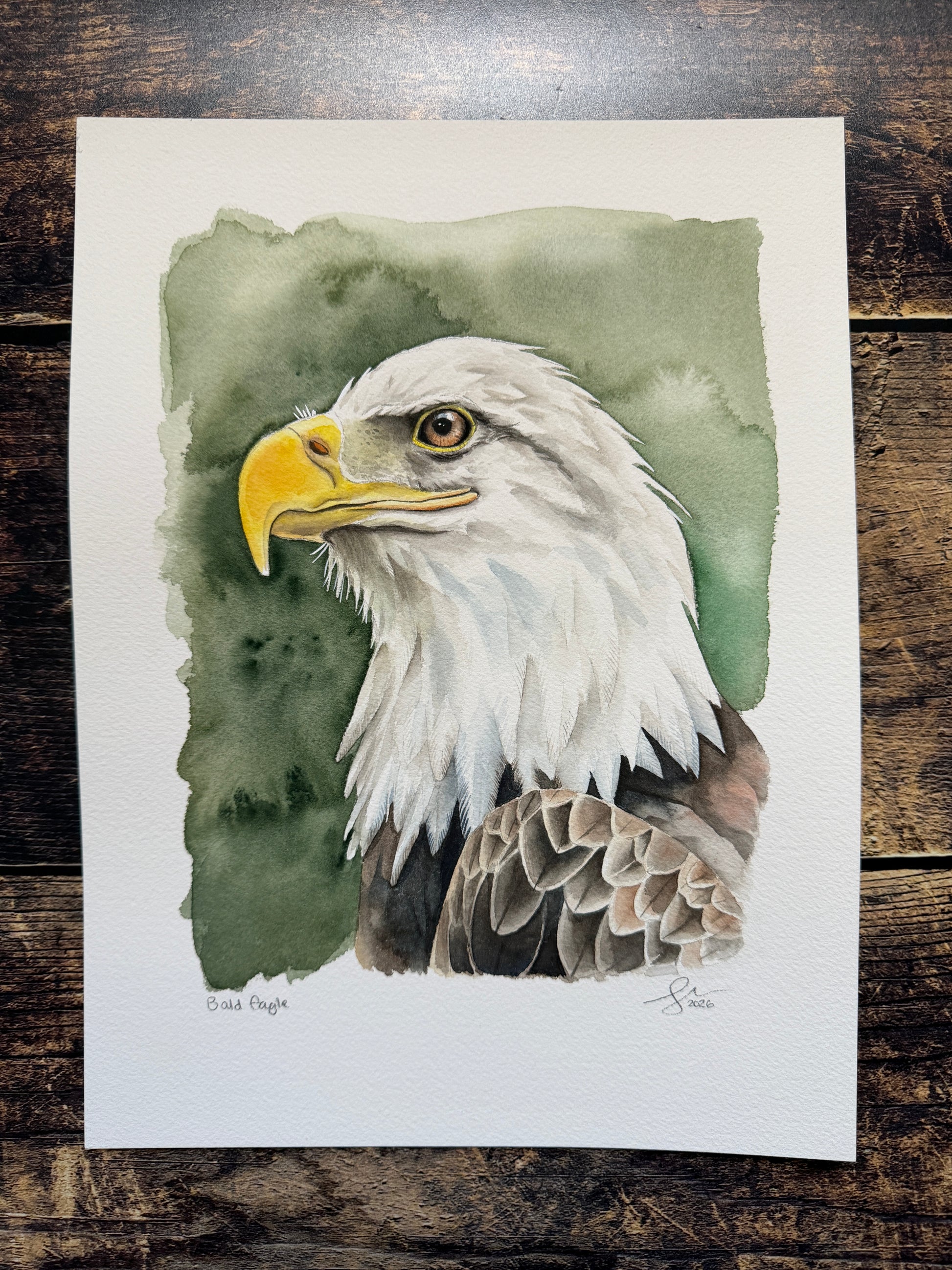 A watercolour portrait of a bald eagle