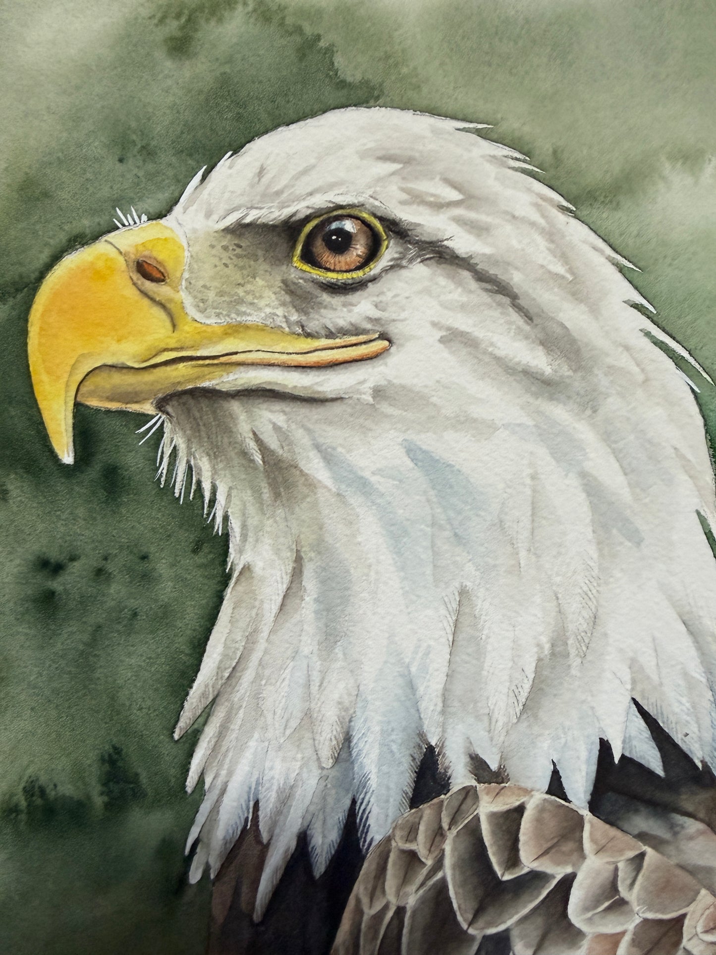 A watercolour portrait of a bald eagle