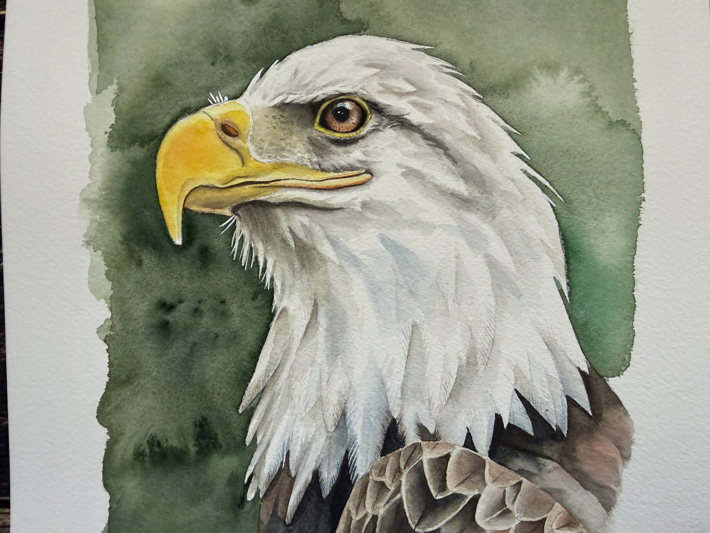 A watercolour portrait of a bald eagle