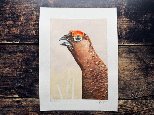 A watercolour painting of a red grouse