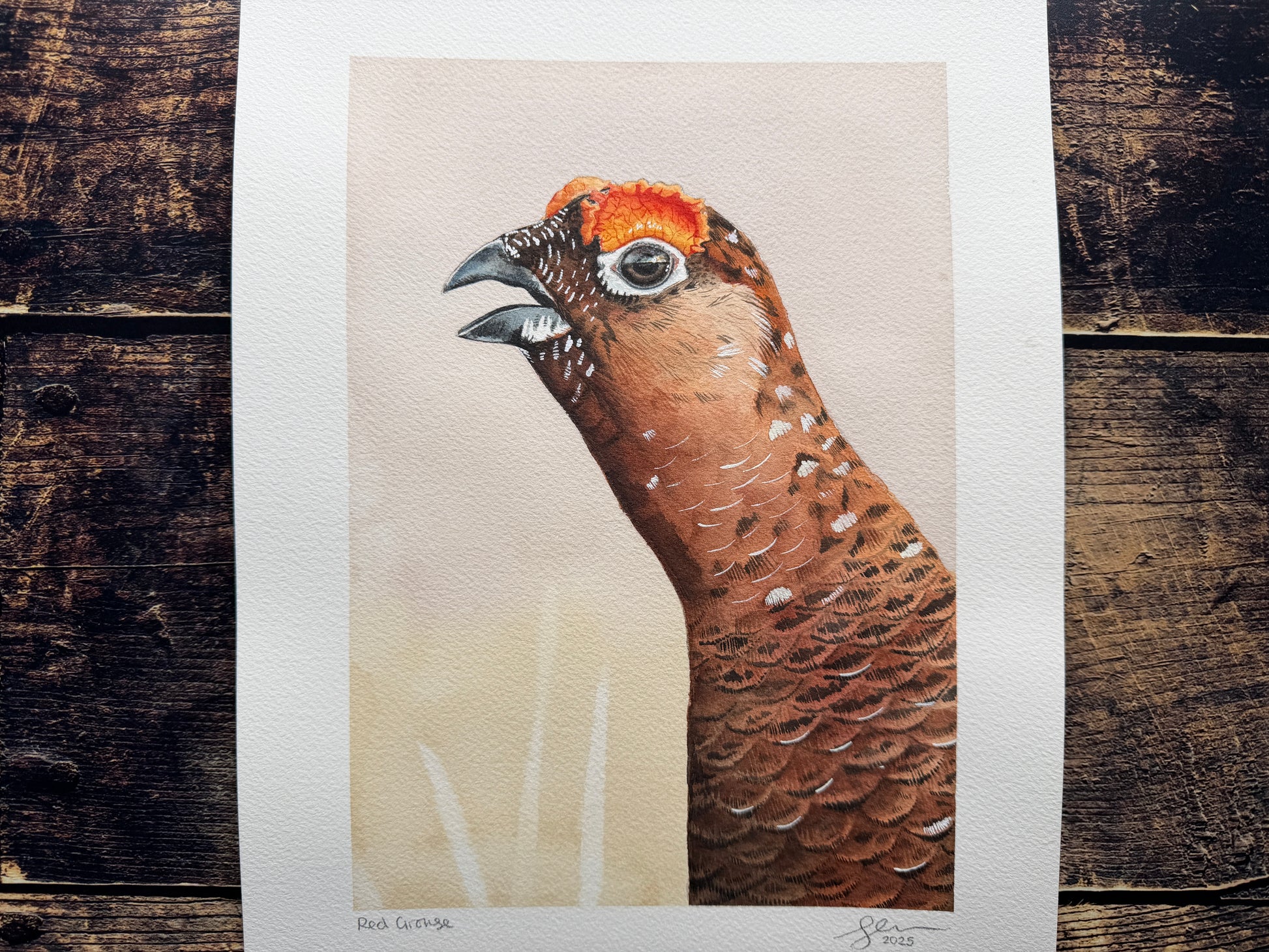 A watercolour painting of a red grouse