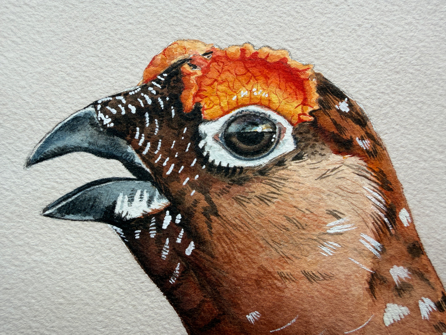 A watercolour painting of a red grouse