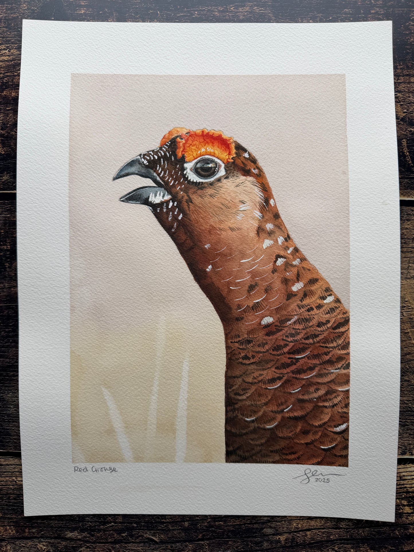 A watercolour painting of a red grouse