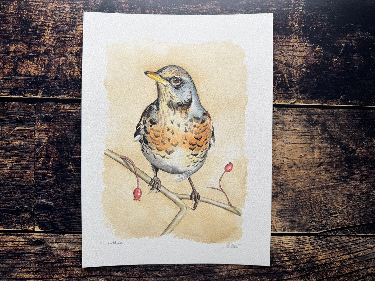A watercolour painting of a fieldfare