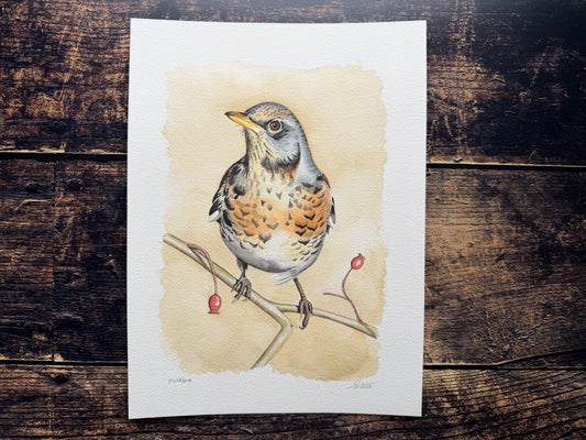 A watercolour painting of a fieldfare