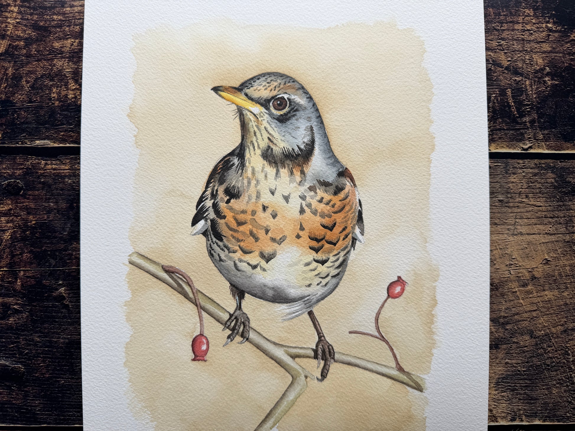 A watercolour painting of a fieldfare