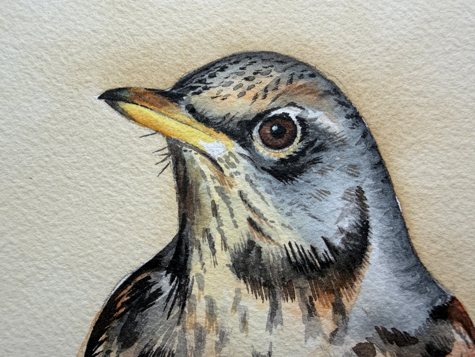 A watercolour painting of a fieldfare