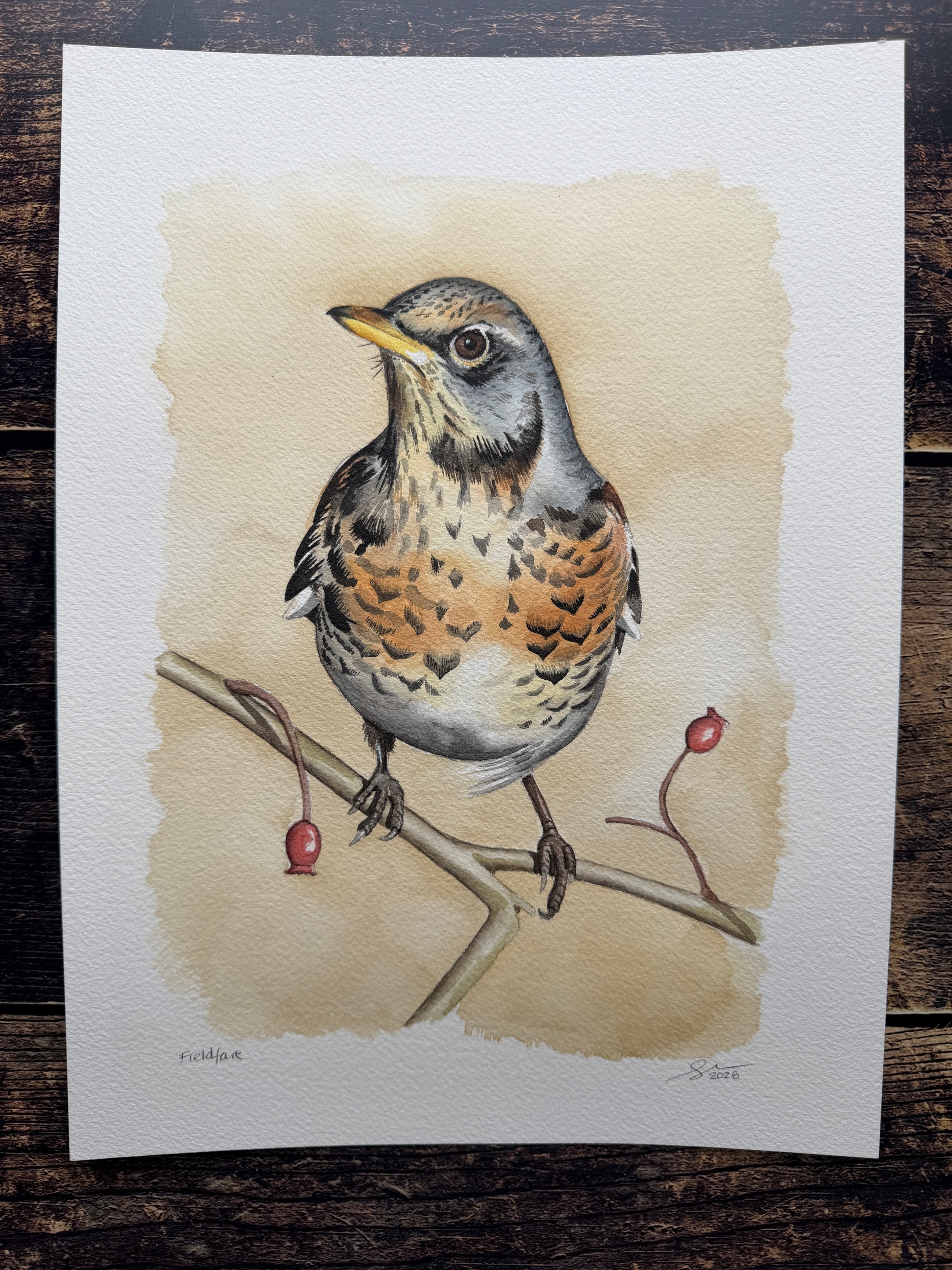A watercolour painting of a fieldfare