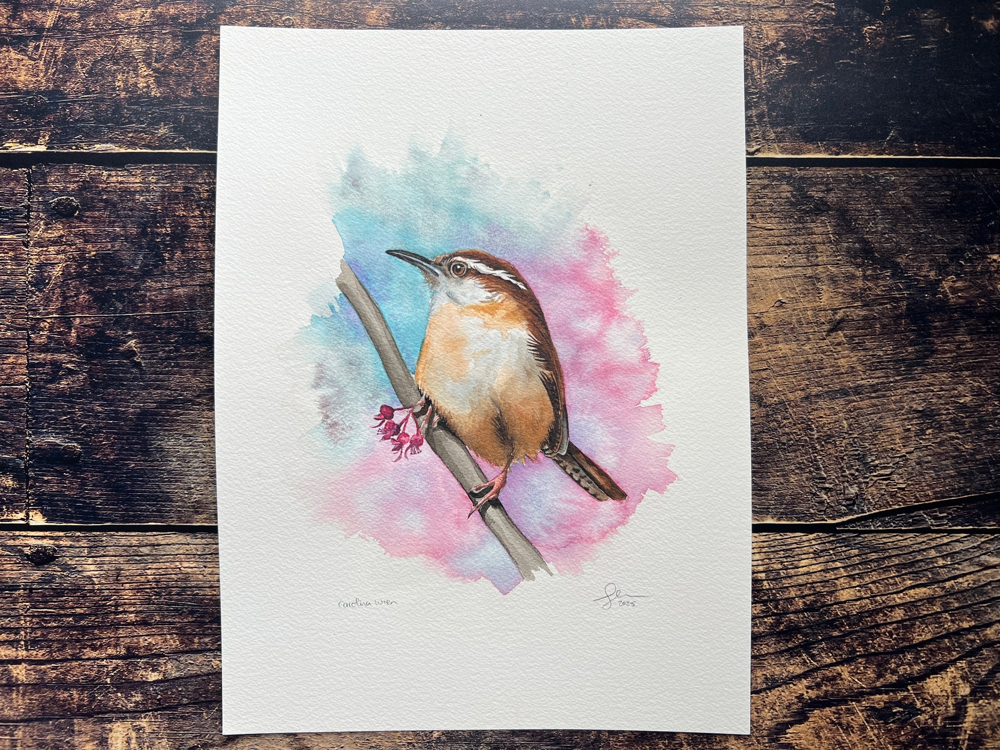 A watercolour painting of a Carolina Wren, perched on a branch with some blossom, surrounded by spring colours of pinks, purples and blue.