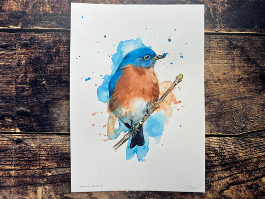 An original watercolour painting of an Eastern Bluebird