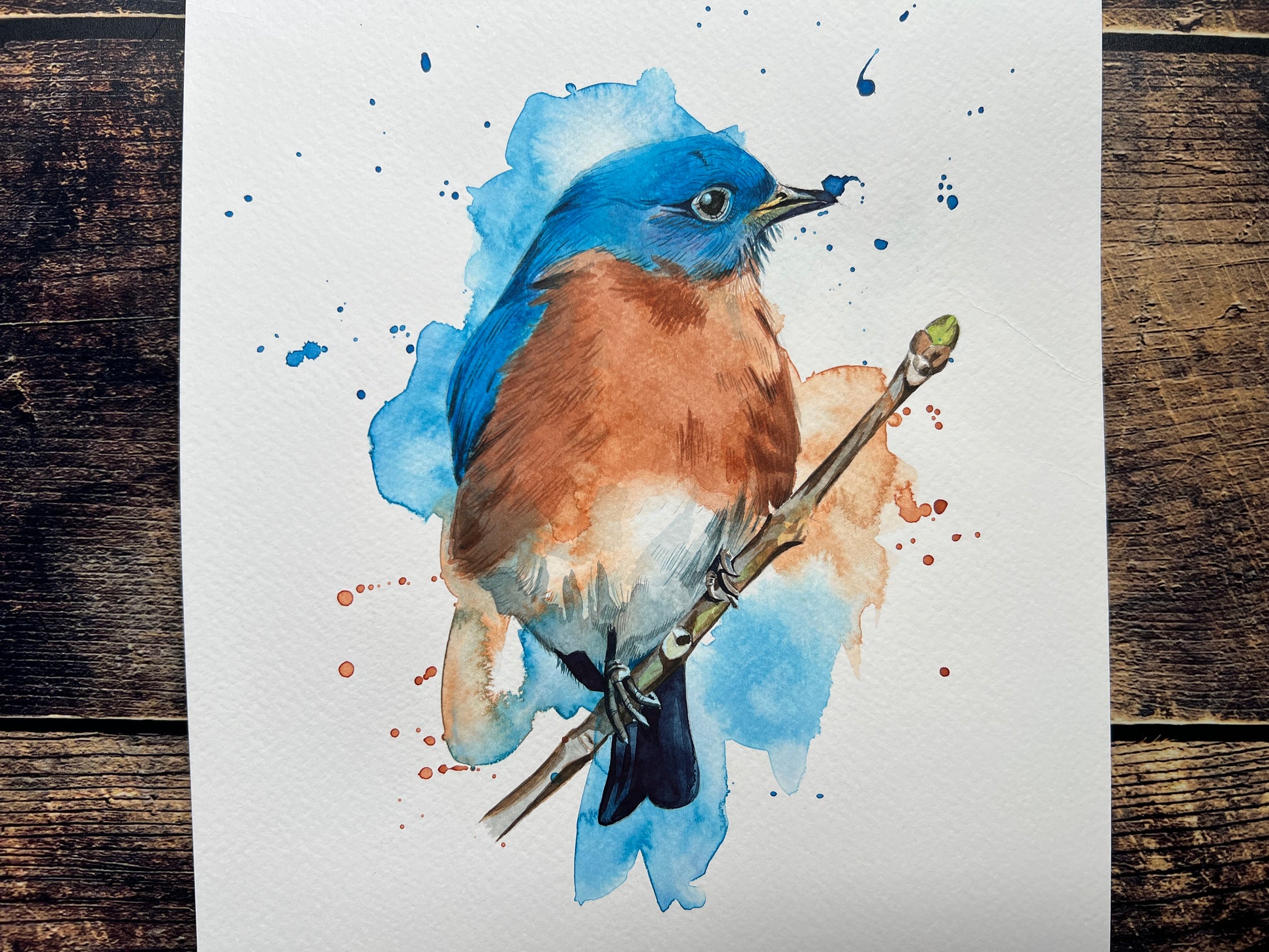 An original watercolour painting of an Eastern Bluebird
