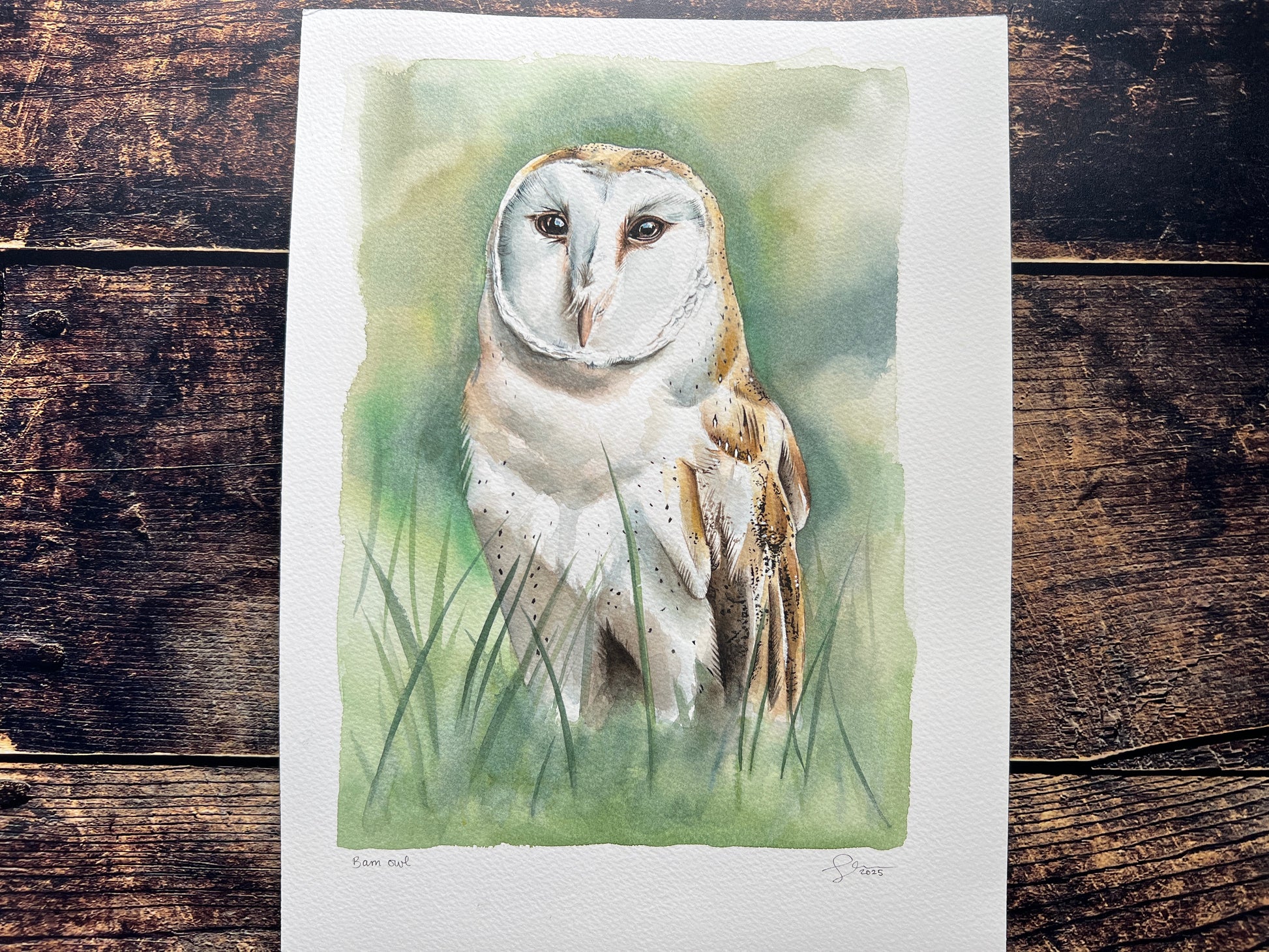 A watercolour painting of a barn owl stood in the grass