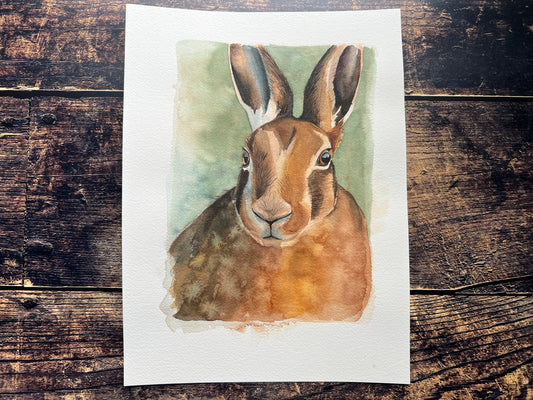 A watercolour study of a hare