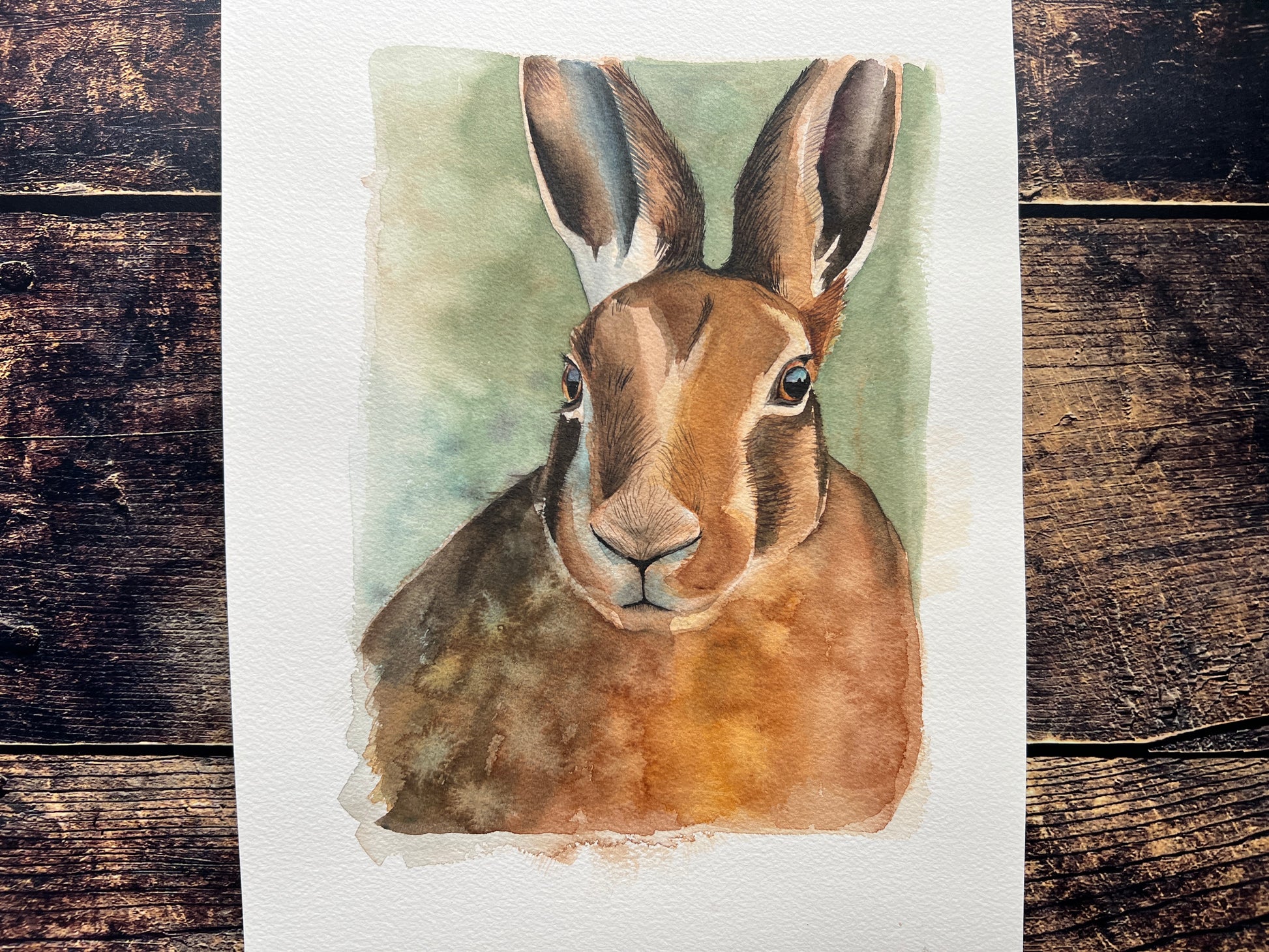 A watercolour study of a hare