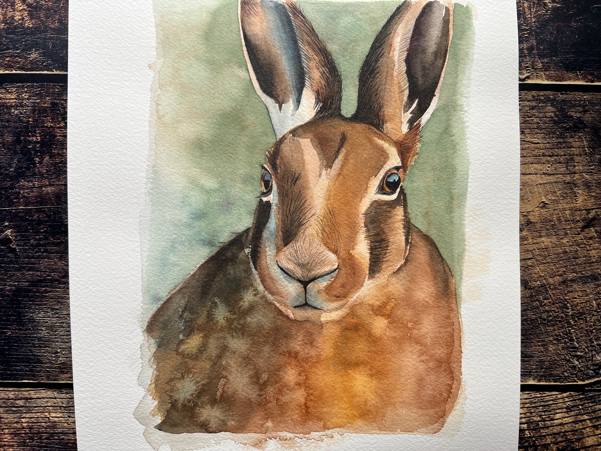 A watercolour study of a hare