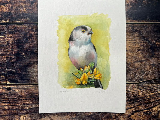 A watercolour painting of a long-tailed tit, with a yellowey green background