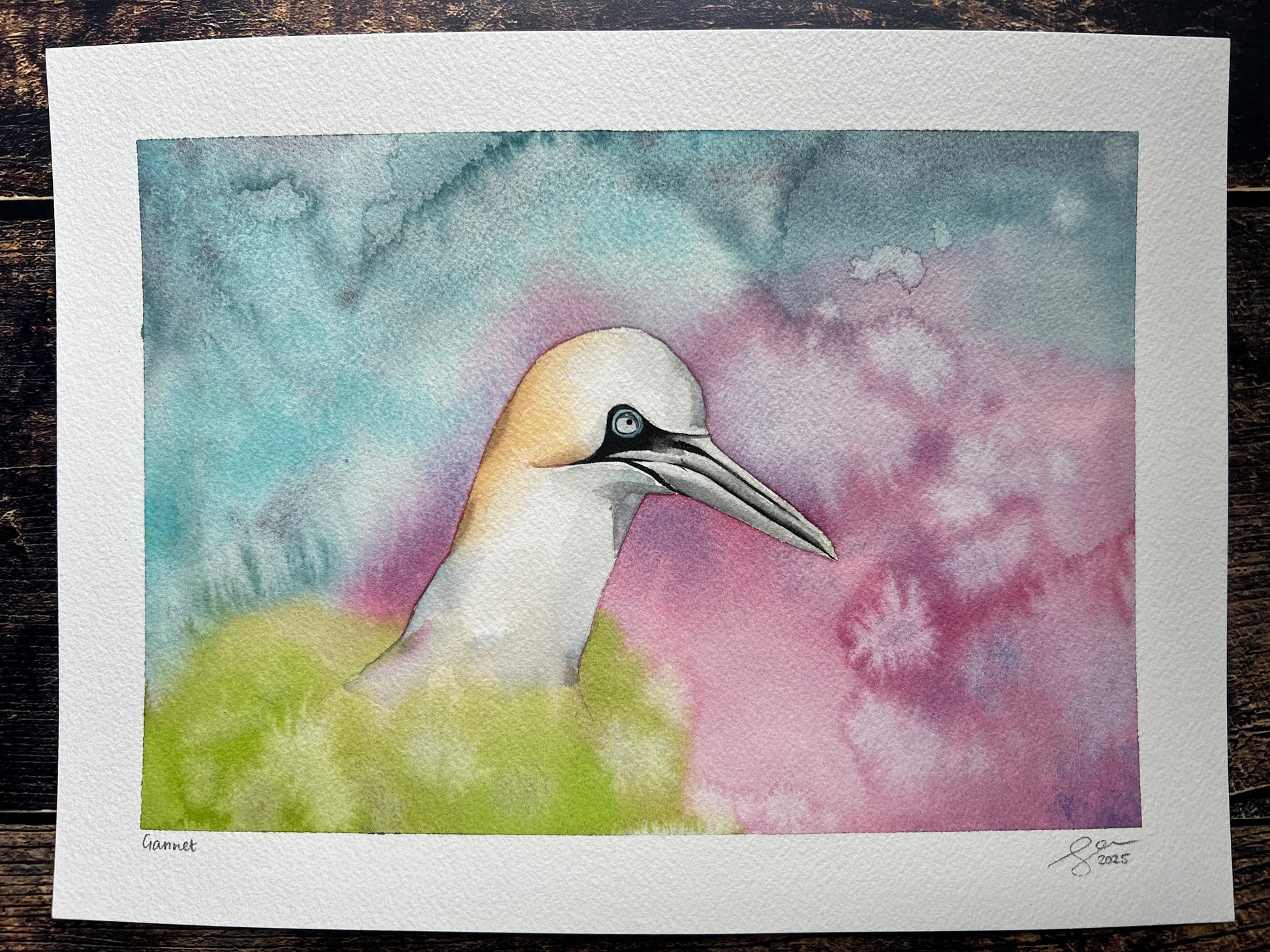 A highly textured watercolour painting of a gannet, surrounded by spring colours (pink, blue, green).