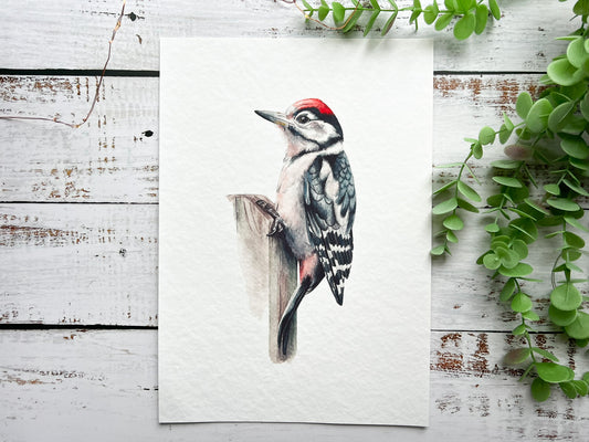 A watercolour print of a great spotted woodpecker