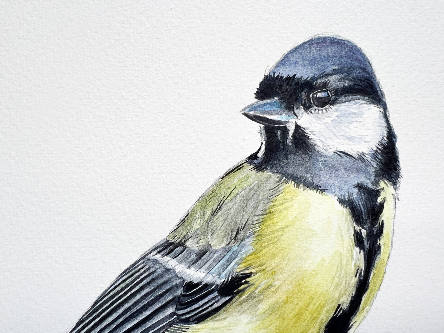 An original watercolour painting of a great tit