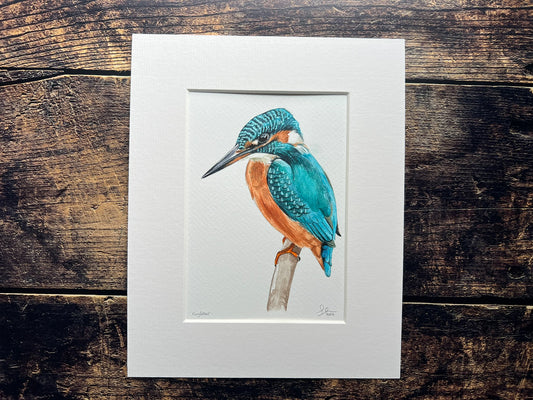Kingfisher 2024