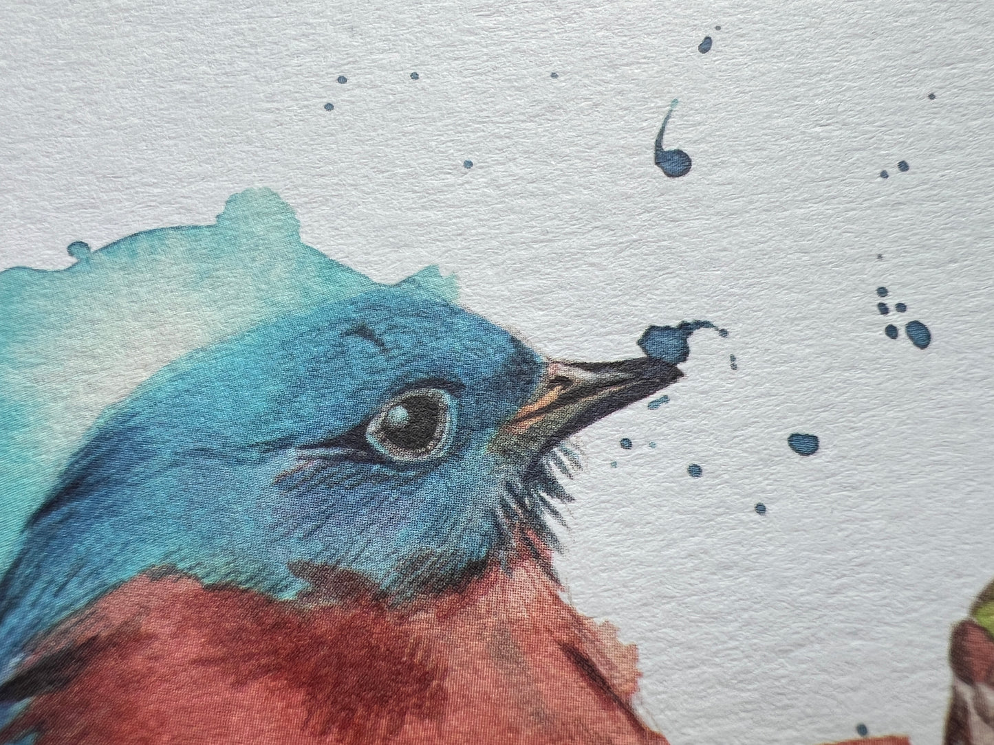 A photograph of a greetings card with a watercolour eastern bluebird on the front