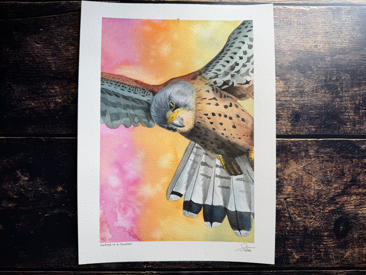 A watercolour painting of a hovering kestrel in front of a rainbow