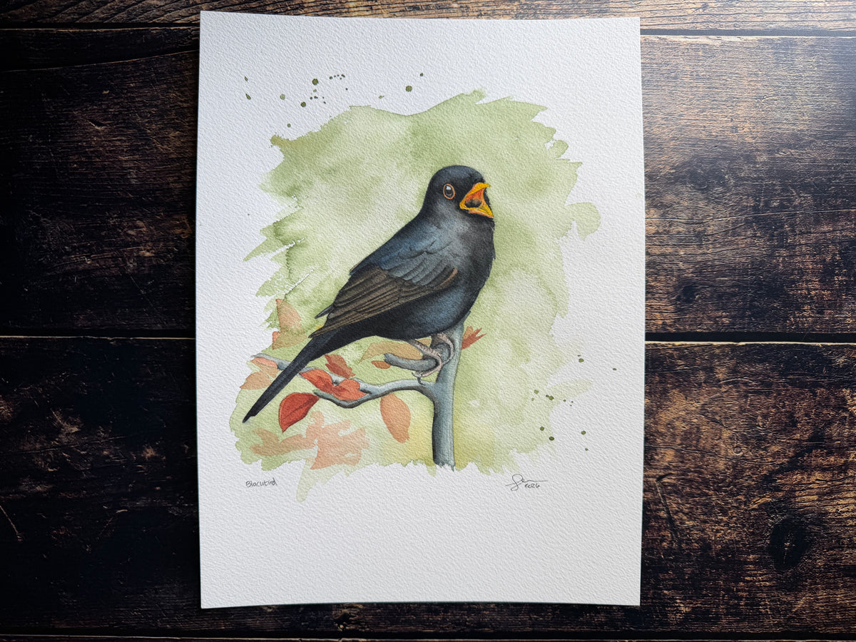 This is a watercolour painting of a blackbird singing on a branch
