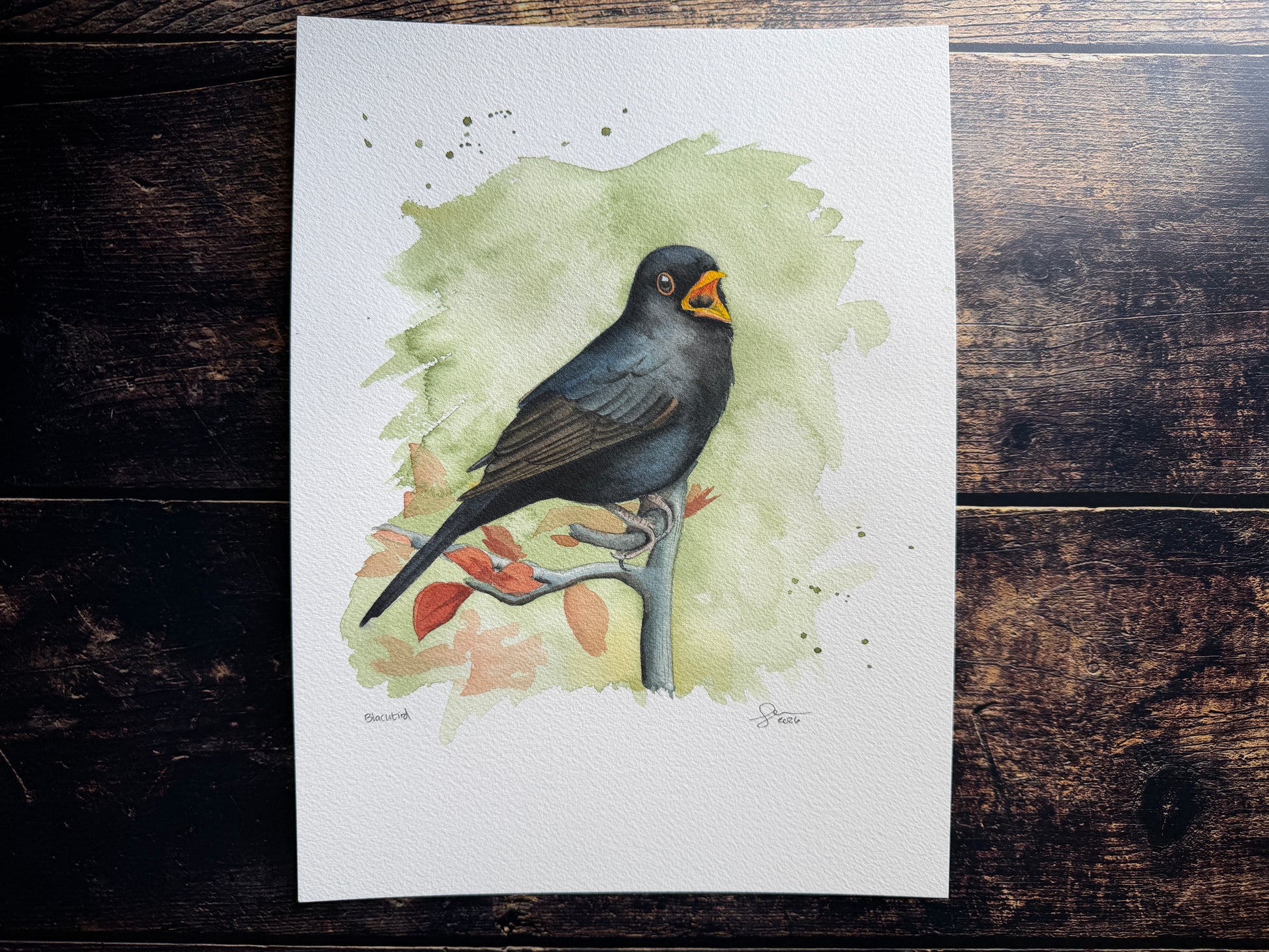 This is a watercolour painting of a blackbird singing on a branch